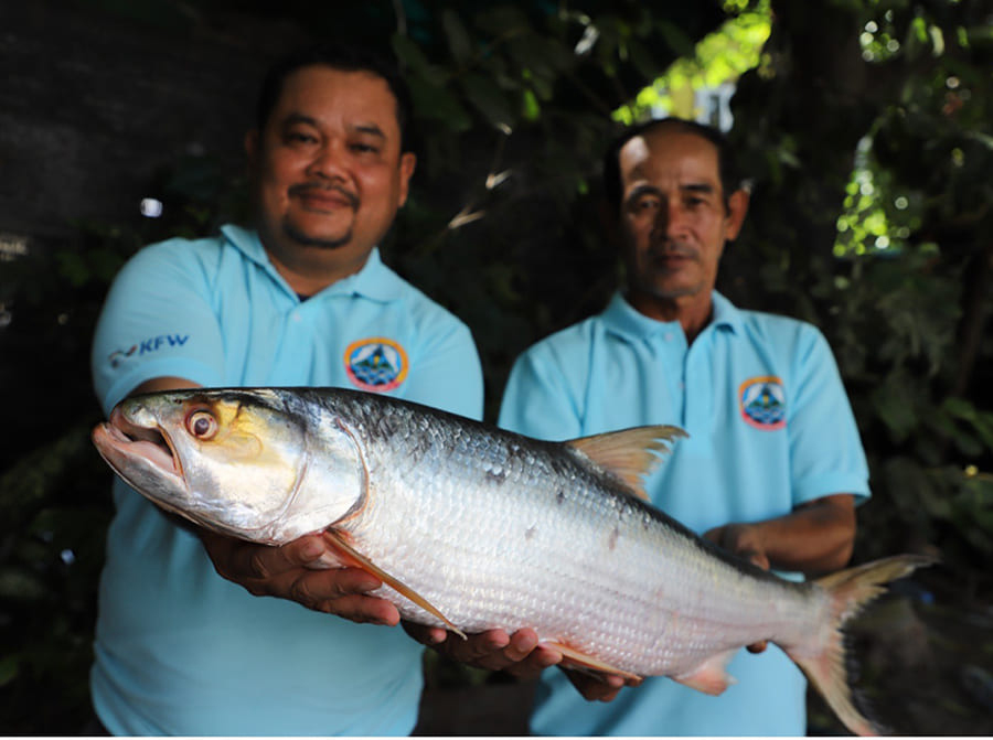 giant salmon carp