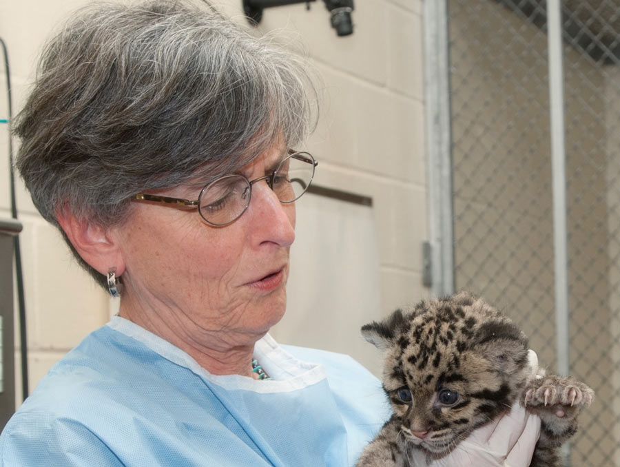 A woman wearing blue scrubs and white gloves holds a leopard kitten.