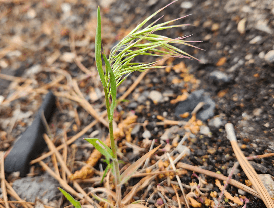A cheatgrass plant sprouting up from the soil. 