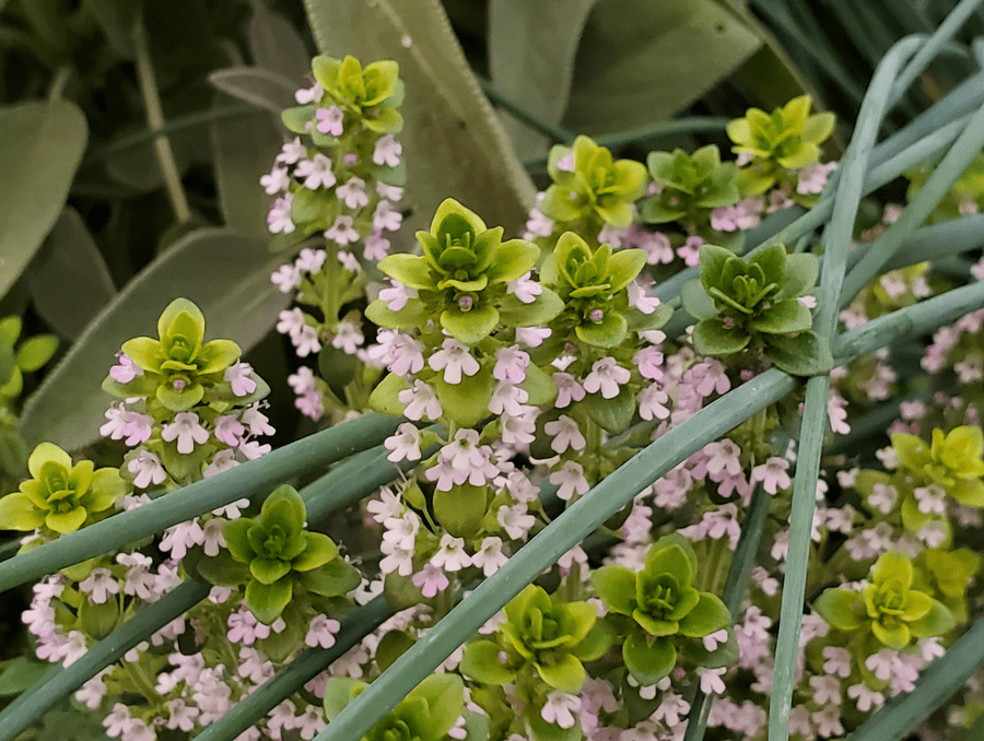 Herbs growing.