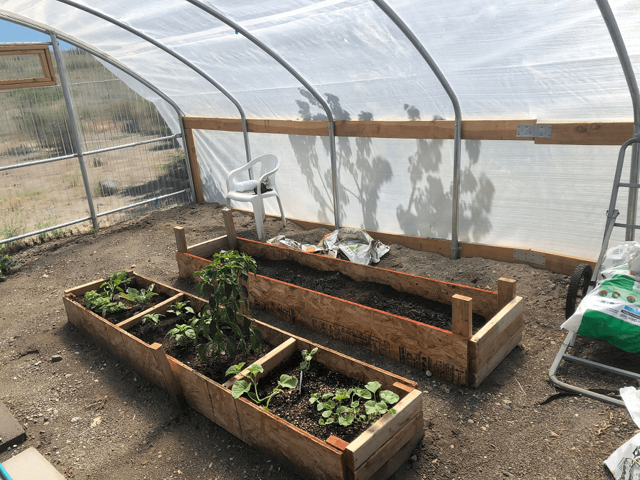 Inside one of the hoop houses at Pyramid Lake. 