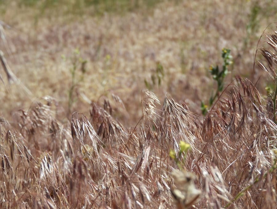 A close up view of cheatgrass.
