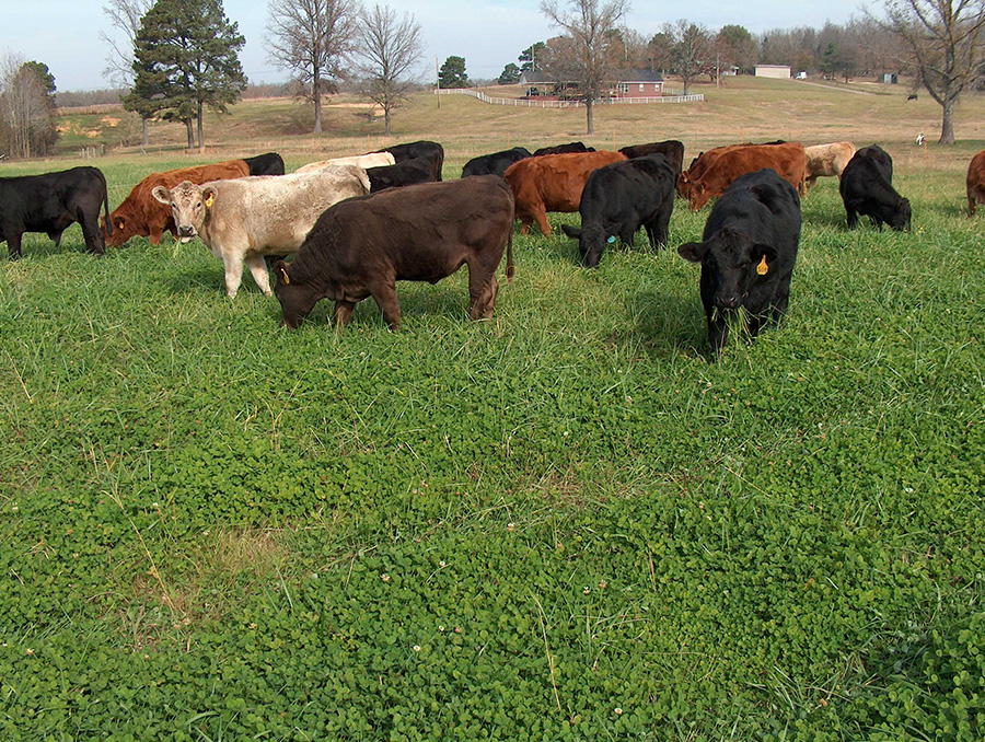 A herd of cattle grazing in a field while eating grass. 
