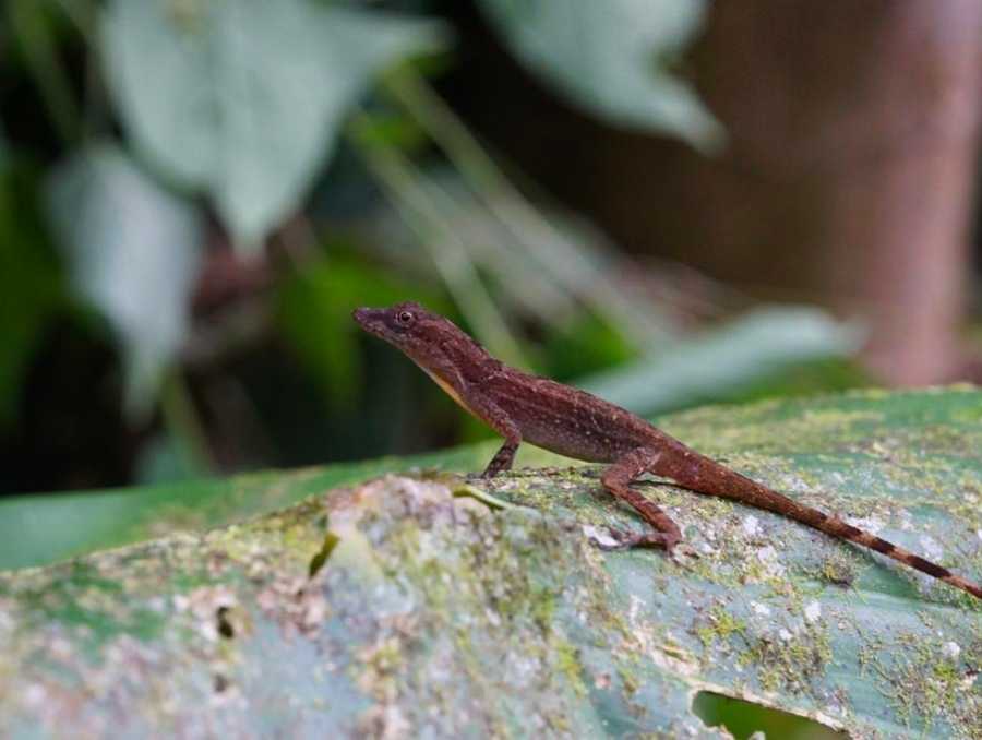 A brown lizard sits on a rock covered in lichen with large green foliage in the background.