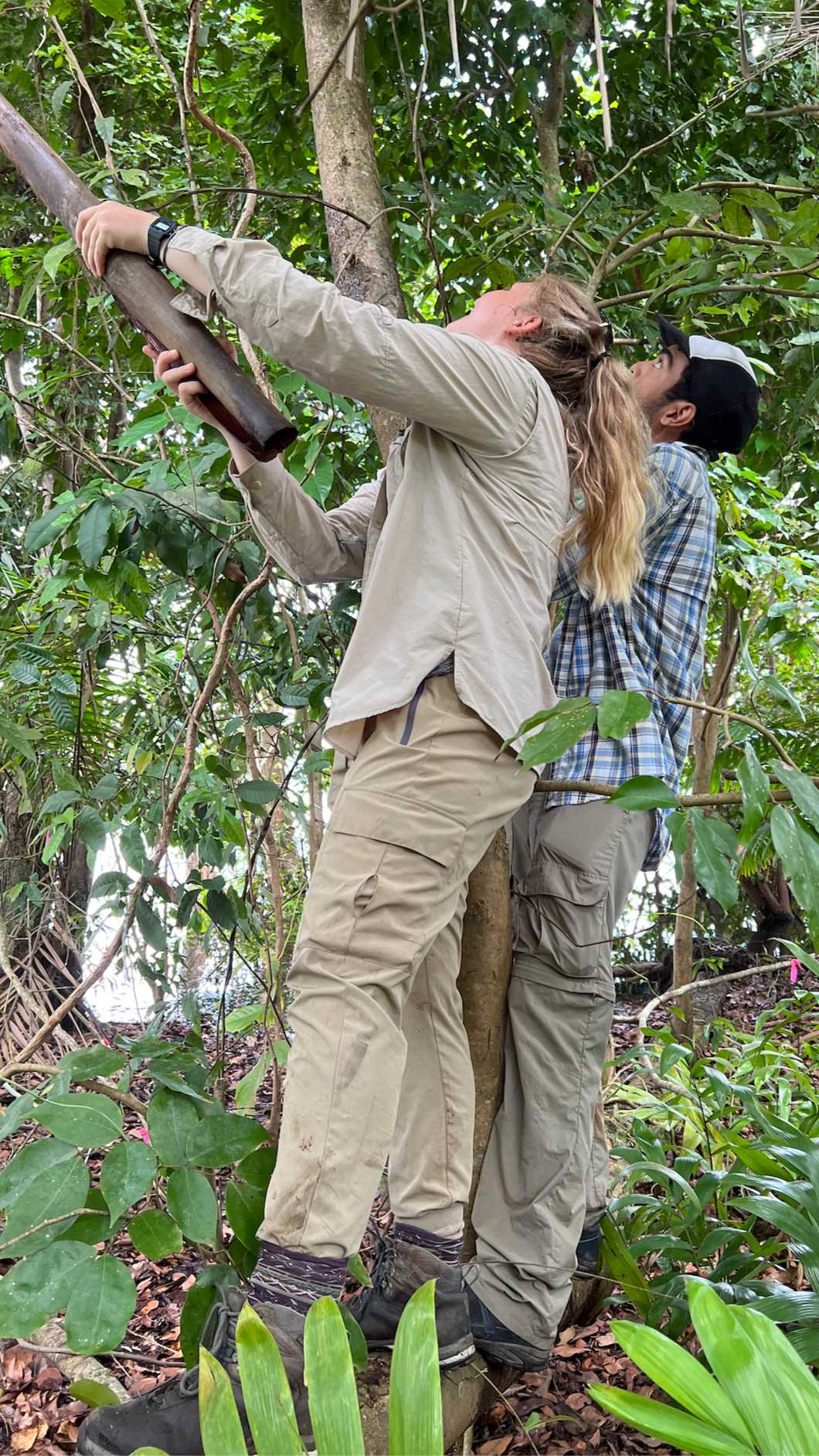 Two people stand together holding a large pole, looking upward. They are in a tropical area surrounded by green foliage.