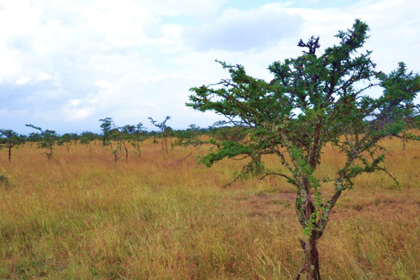 A grassland with interspersed acacia trees that have a thin canopy that traces the tree's branches.