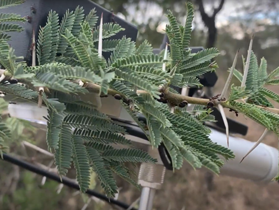 Ants swarm around a black device secured to an acacia tree. The tree has long, sharp spines and green leaves.