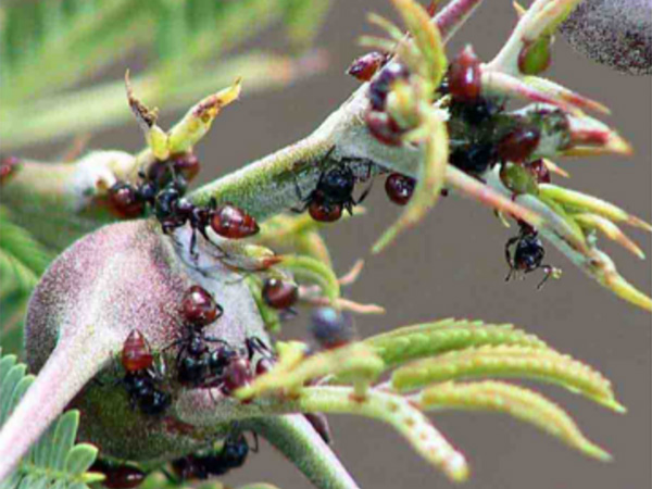 A close-up photos of red ants climbing on a tree branch with spines and large dark nodes among the leaves of the tree/