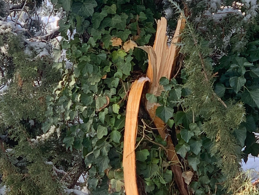 Broken tree limb