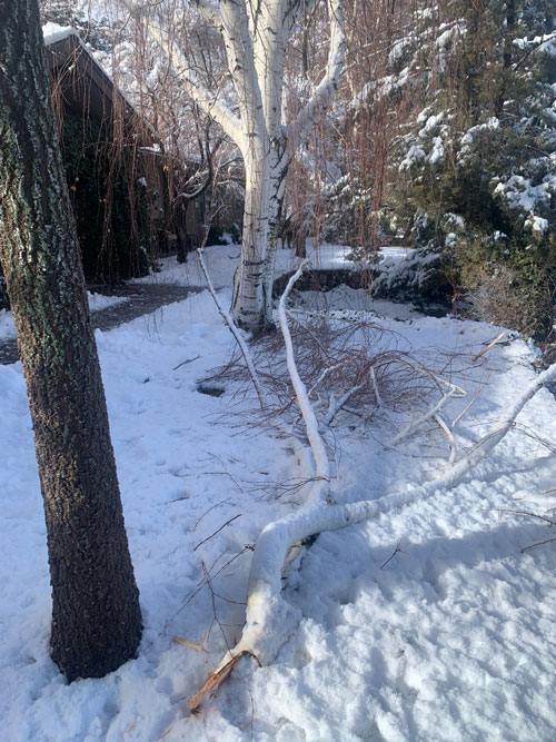 Fallen birch tree limb