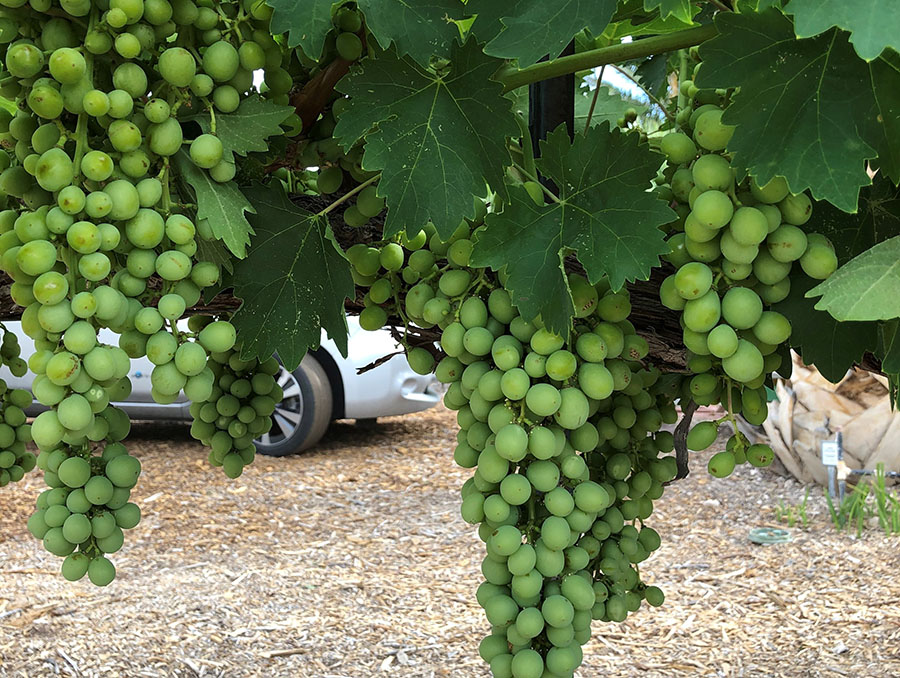 Clusters of green grapes. 