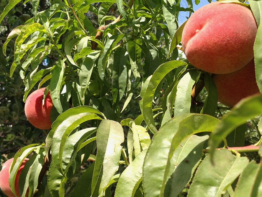 Ripe peaches hanging from a peach tree.