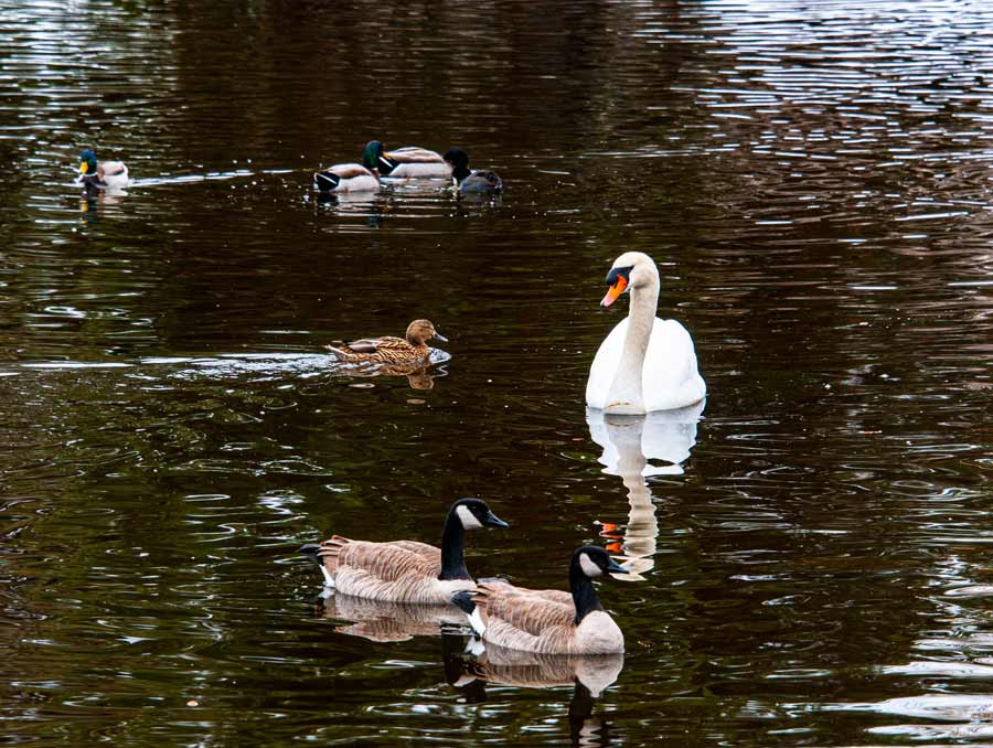 Canadian geese, mallard ducks and a swan swim in Manzanita Lake.