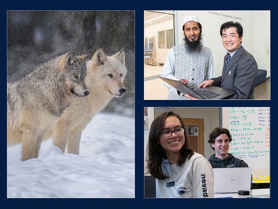 Photo collage with three images: one of wolves, one of a professor and student standing in front of a lab, one of a two students sitting at desks