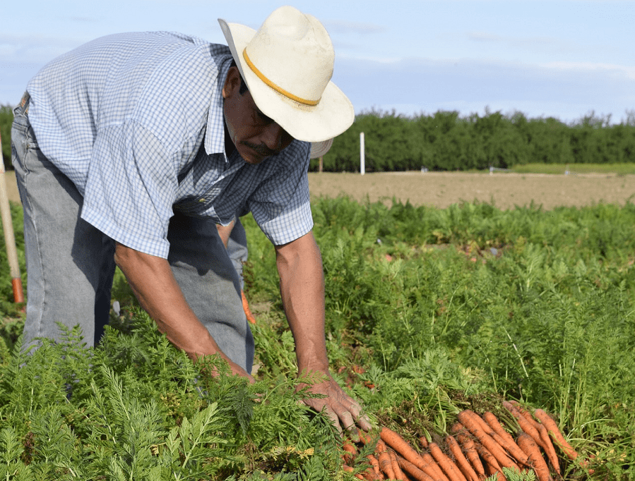 A farmer outside harvesting carrots.