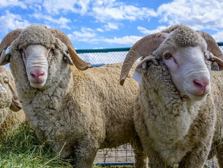 Two merino sheep standing together outside in an enclosure.