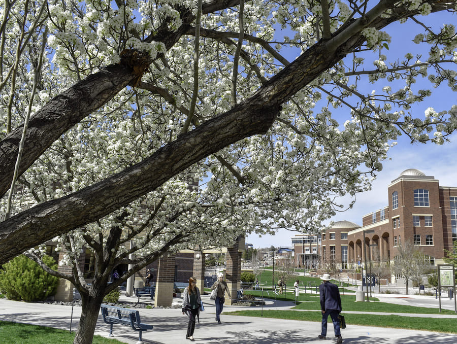 Close up of tree with white blossoming flowers. Three students walking on a sidewalk in front of a green, grass lawn. Blue sky and brown building in background.