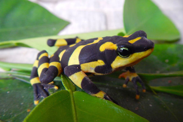 A Panamanian golden frog, with yellow and black patterning across its body, sits on some green leaves.