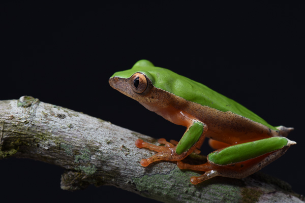 A frog with green on its back and orange on its underside sits on a tree branch in front of a black background.