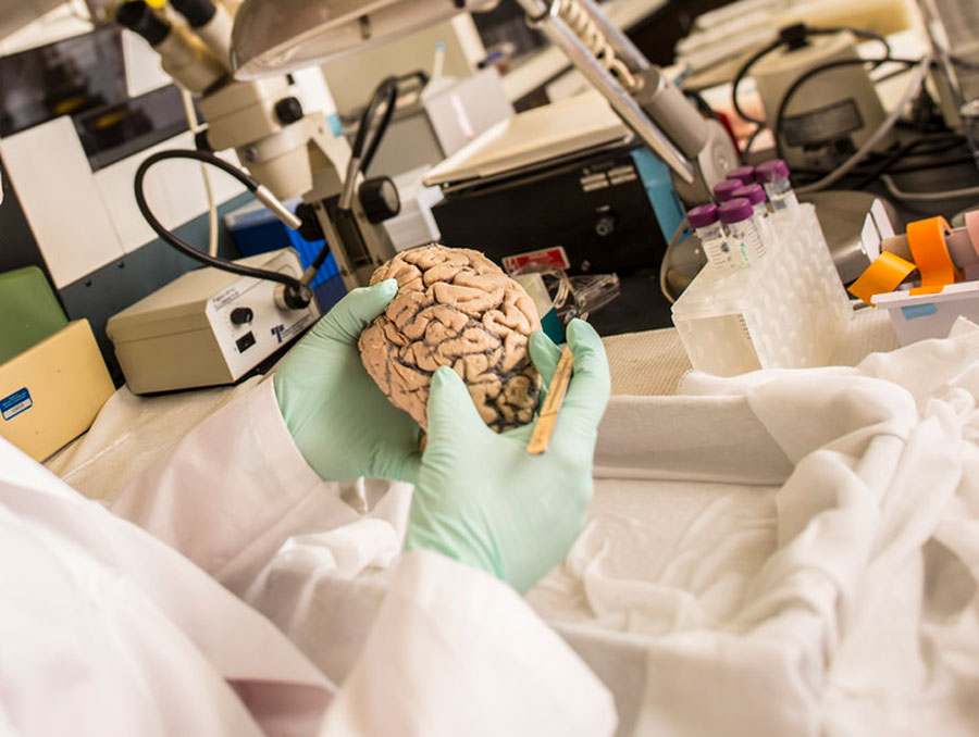 A brain being held in a laboratory setting by someone wearing green gloves.