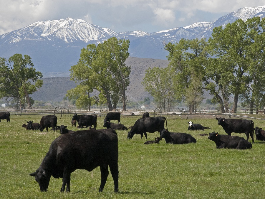A herd of cattle grazing in a Nevada pasture. 