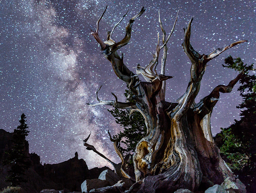 Great Basin National Park starry night sky and bristlecone pine tree.