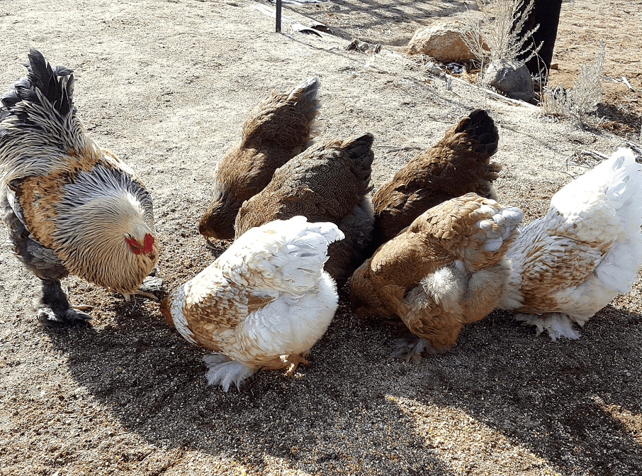 A group of chickens pecking at seeds off the ground.