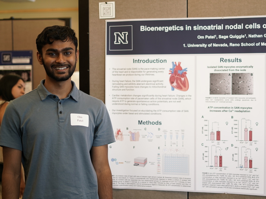A student stands smiling next to his research poster that has a photo of a heart and graphs on it with the title "Bioenergetics in sinoatrial nodal cells"