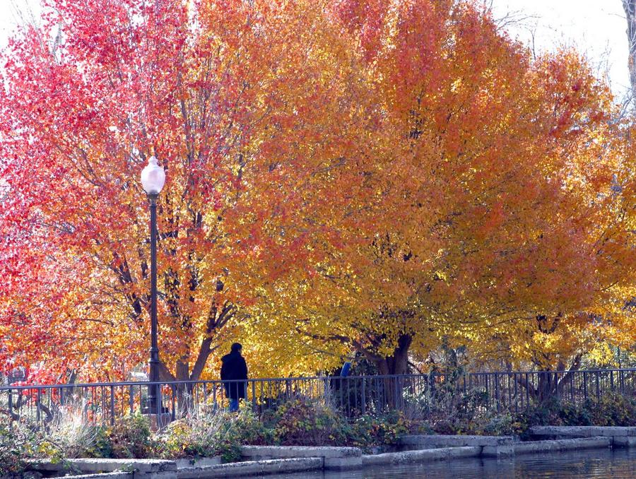 Someone walking next to a tree that's leaves are changing color from yellow and orange and red.