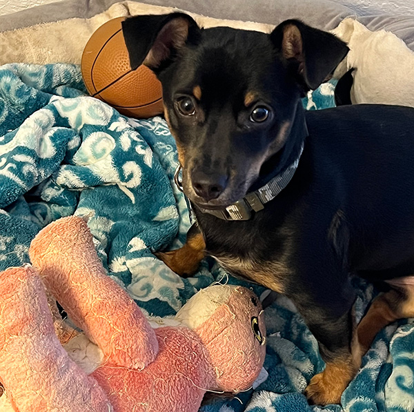 Gustavo's miniature pinscher mix sits on a bed with a toy.