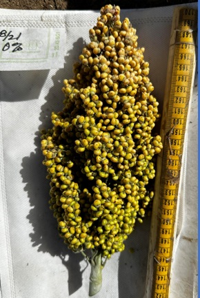 Sorghum plant next to a measuring tape.