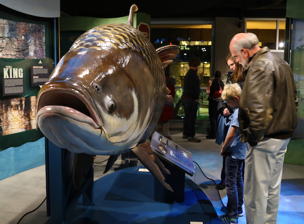A large model of a fish with three people looking at it and reading about it inside The Discovery Museum.