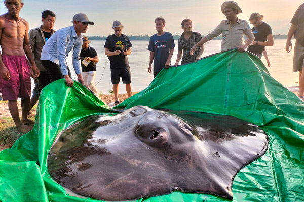 A massive stingray sits on a green tarp on a beach with a group of people behind the fish.