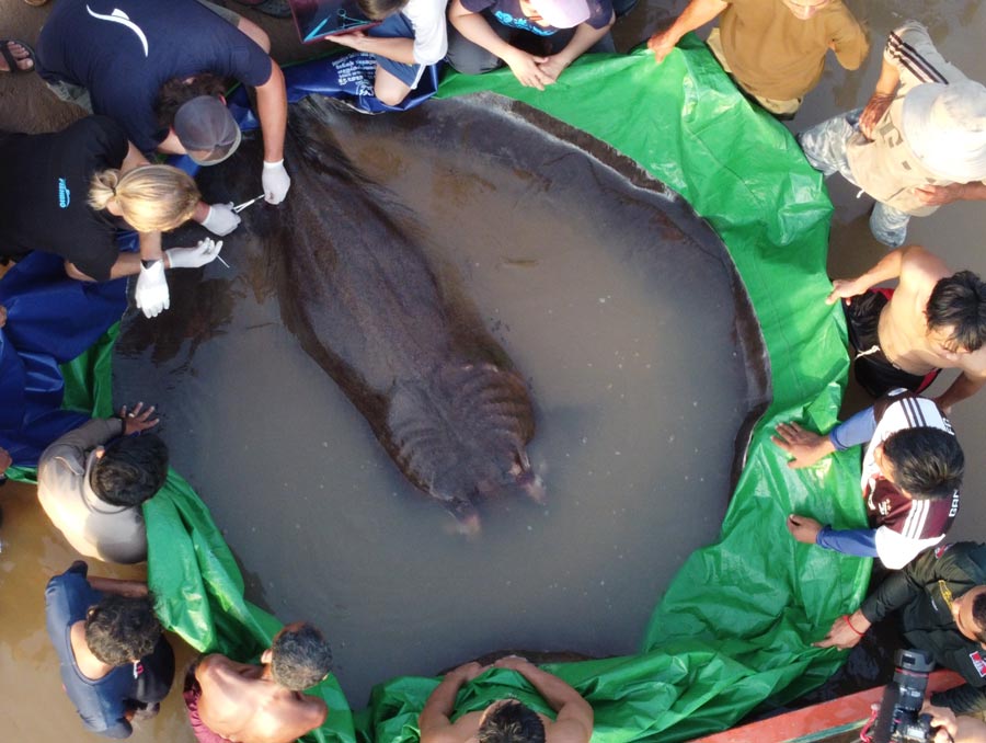 An aerial view of the massive stingray sitting in water atop a green tarp held by people all around the stingray.