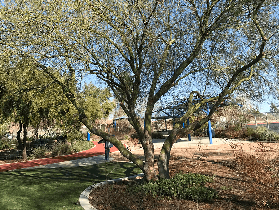 A desert museum palo verde tree.