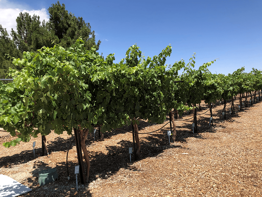 A row of wine grapes in an orchard.