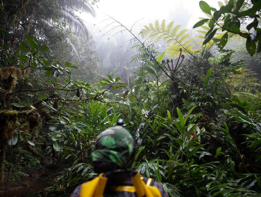 Somebody wearing a bandana looks into the dense foliage of a rainforest.