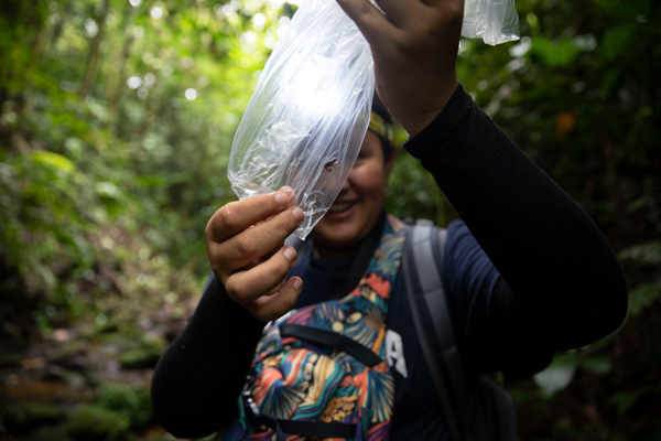 Jenny Rodriguez, wearing a headlamp, smiles as she holds up a plastic bag with a frog inside. She's standing amidst dense green foliage.