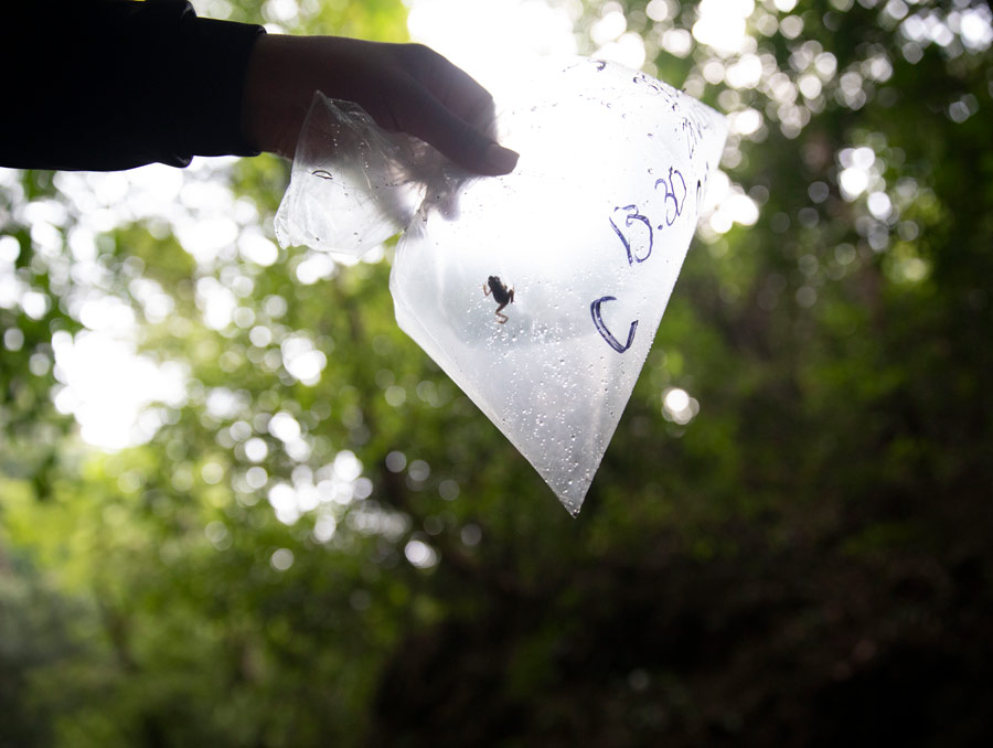 A hand holds a plastic bag with a frog in it up against the light of the sky. There is green foliage in the background.