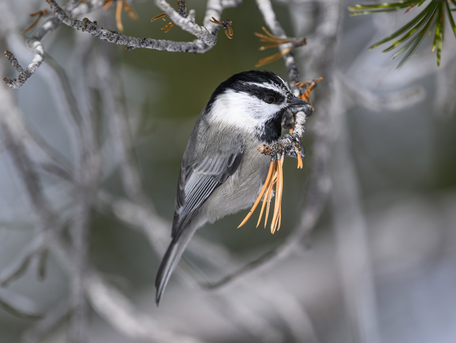 A mountain chickadee perches on a twig.