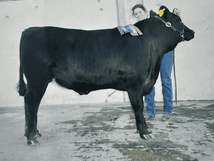 Lindsay Chichester standing next to her steer at the state livestock show with winning ribbons on the steers back.