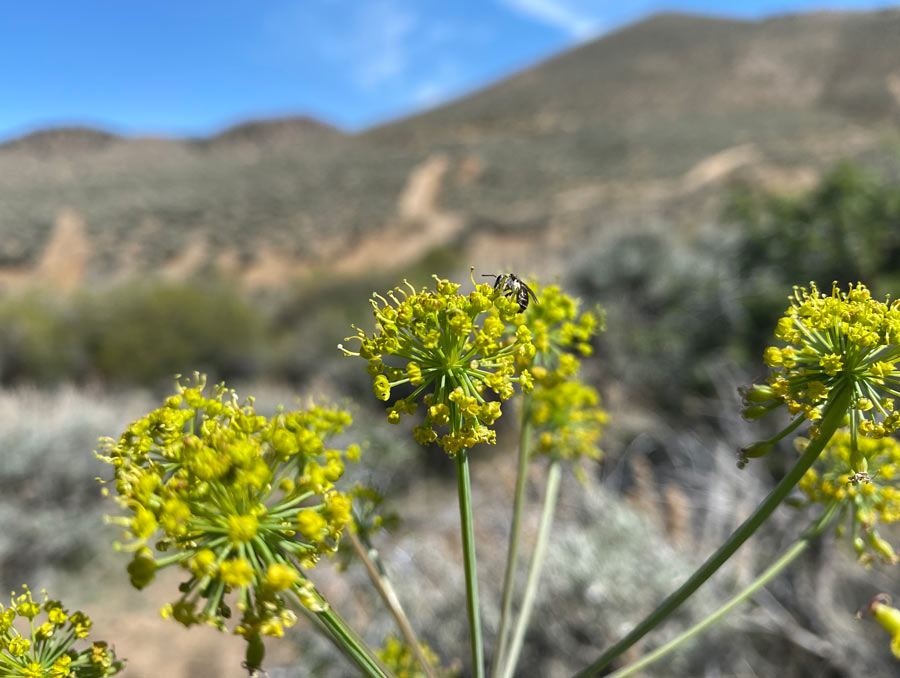 A bee on top of a starburst-looking plant with the desert Nevada landscape blurred in the background.