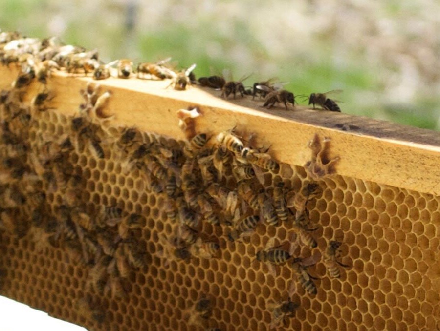 Bees on a beehive