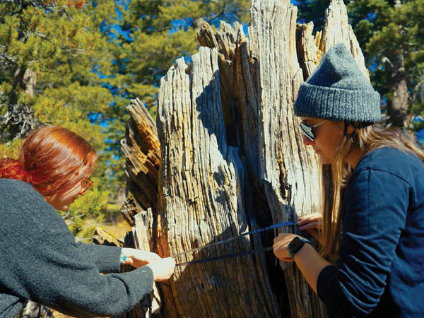Two students work together to use a measuring tape to measure the circumference of a tree stump.