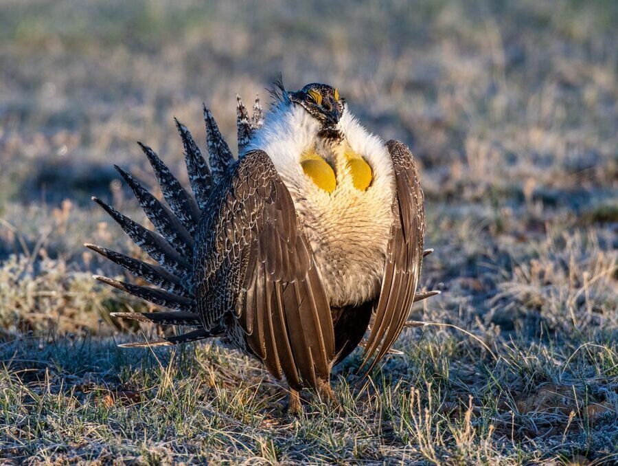 Sage grouse bird spreads tail and droops wings on the ground.