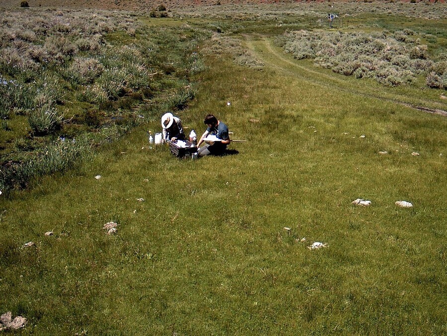 Researchers trapping insects in a field