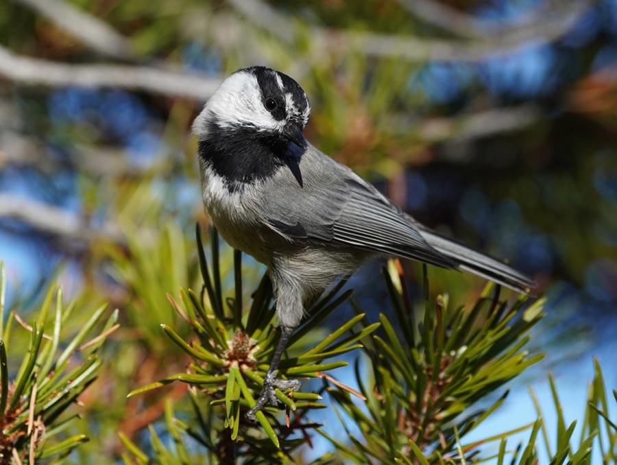 A mountain chickadee perched on an evergreen tree branch.
