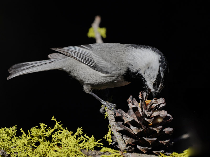 A chickadee perches on a lichen-covered branch, with its beak in the top of a pinecone.
