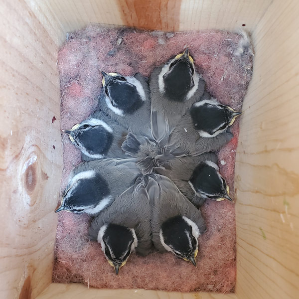 A top-down view of eight young mountain chickadees sitting in a circle in a nest box.