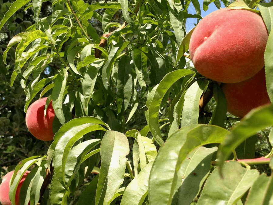 Four ripe peaches in a tree.